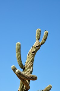 hello cactus